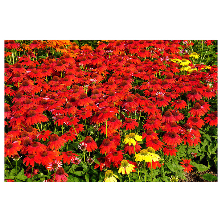 Heirloom  Red Echinacea Coneflower Seeds for Planting - Non-GMO Garden Seeds | Neera Seeds product photo [neera-v4-26b932dbc552fb00ca22]