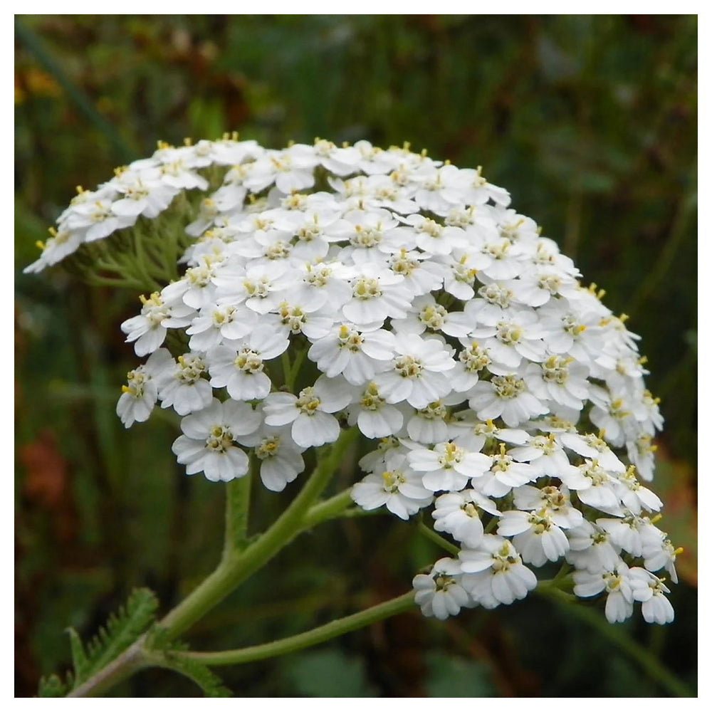 Achillea White Flower Seeds for Planting – Organic, Heirloom, Non-GMO Seeds | Neera Seeds product photo [neera-v4-26bd39f47f79552d7c9d]