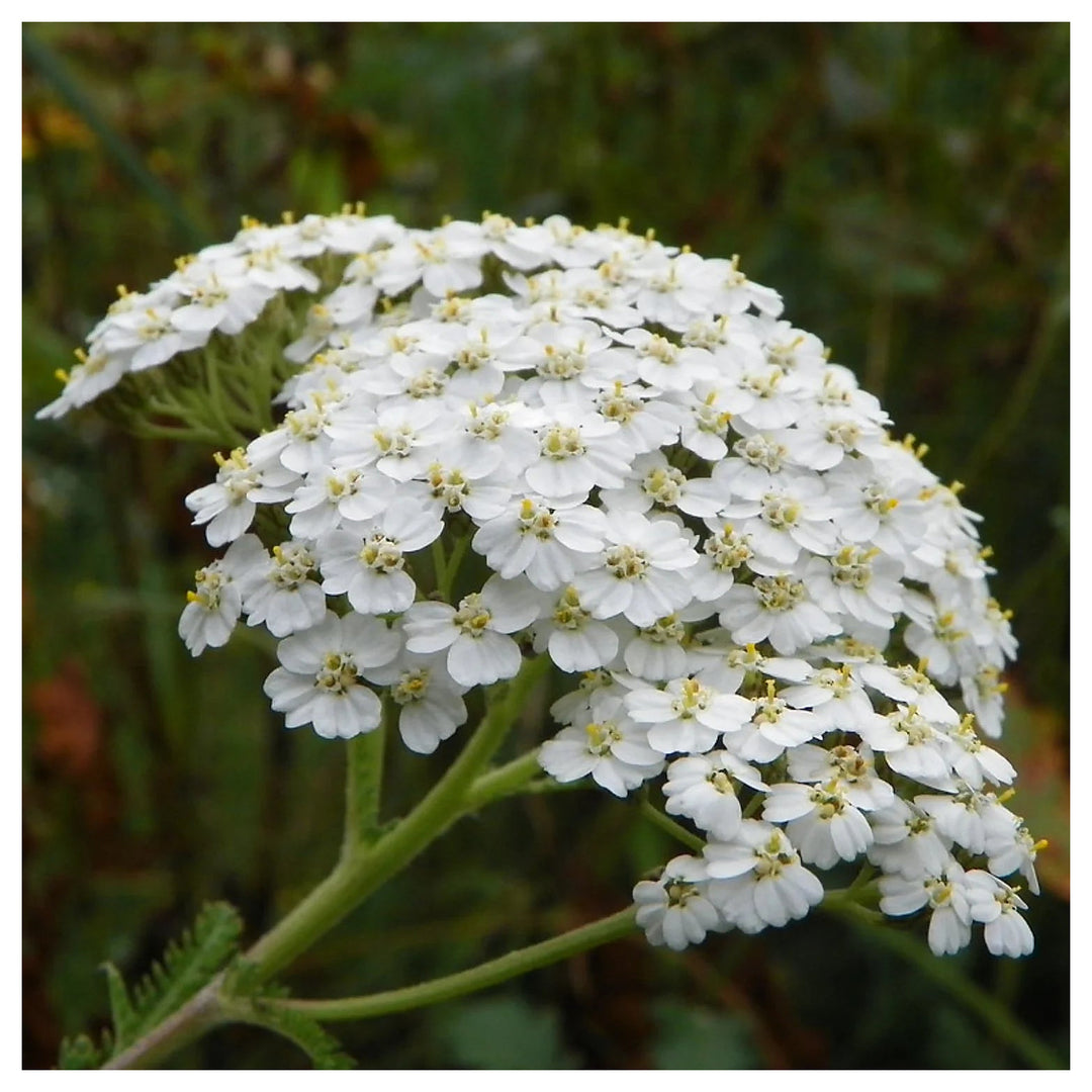 Achillea White Flower Seeds for Planting – Organic, Heirloom, Non-GMO Seeds | Neera Seeds product photo [neera-v4-26bd39f47f79552d7c9d]