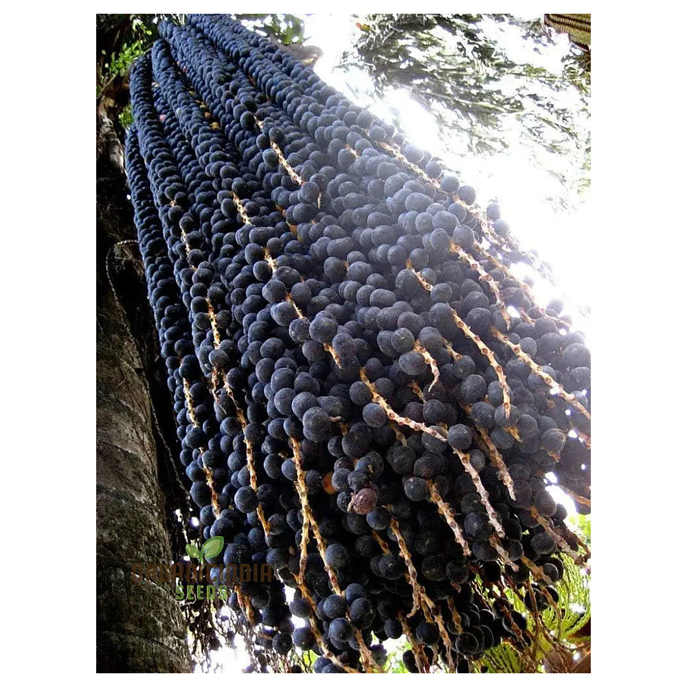 Acai Fruit Seeds for Growing Nutrient-Rich Berries – Heirloom Non-GMO High Germination Organic Garden Seeds | Neera Seeds product photo [neera-v4-26c7bb7cdbe52fe1bca2]