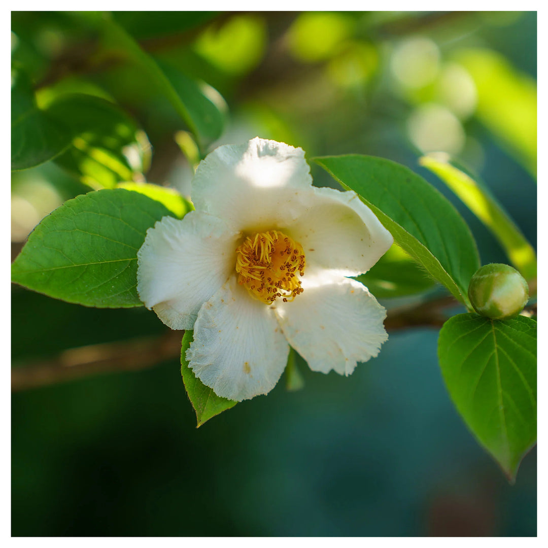 Stewartia White Seeds for Planting – Organic, Heirloom, Non-GMO Ornamental Tree Seeds | Neera Seeds product photo [neera-v4-26d75c3c5c7ff124a9fb]