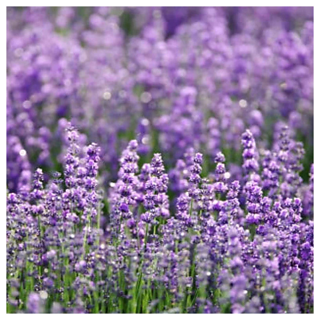 Lavender English Herb Planting Beautiful Fragrant And Hardy Herb Heirloom Non Gmo Drought | Neera Seeds product photo [neera-v4-26d817706cfbef8ef29e]