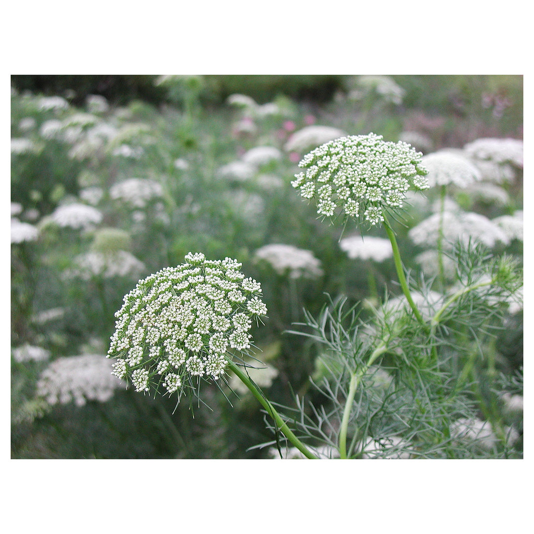 Heirloom Non-GMO Ammi Visnaga Flower Seeds for Planting – Lacy White Medicinal and Ornamental Blooms | Neera Seeds product photo [neera-v4-26e183d22e51aa824edd]