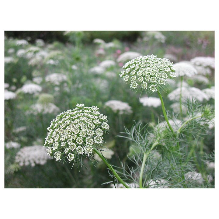 Heirloom Non-GMO Ammi Visnaga Flower Seeds for Planting – Lacy White Medicinal and Ornamental Blooms | Neera Seeds product photo [neera-v4-26e183d22e51aa824edd]
