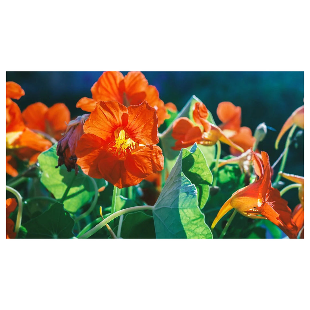 Dark Orange Nasturtium Flower Seeds for Planting – Heirloom, Non-GMO, High Germination Organic Garden Seeds | Neera Seeds product photo [neera-v4-26e975876b1a2a018701]