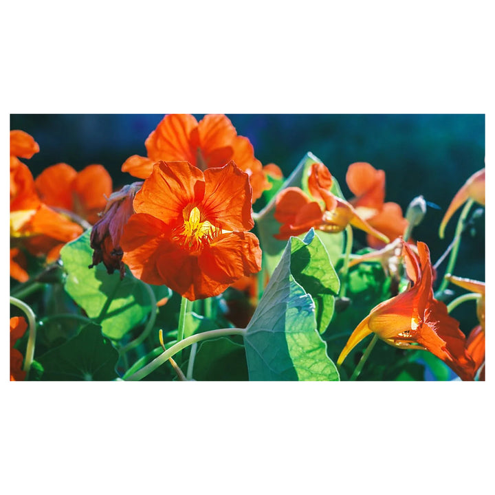 Dark Orange Nasturtium Flower Seeds for Planting – Heirloom, Non-GMO, High Germination Organic Garden Seeds | Neera Seeds product photo [neera-v4-26e975876b1a2a018701]