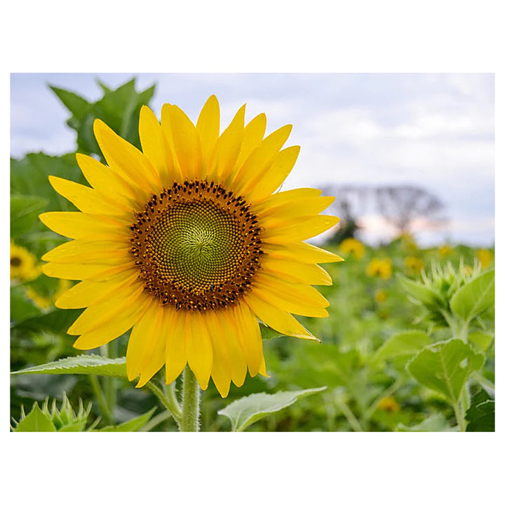 Skyscraper Sunflower Seeds – Heirloom, Non-GMO, High Germination Organic Garden Flower Seeds for Planting | Neera Seeds product photo [neera-v4-26ecb2e6dd438ad8306b]