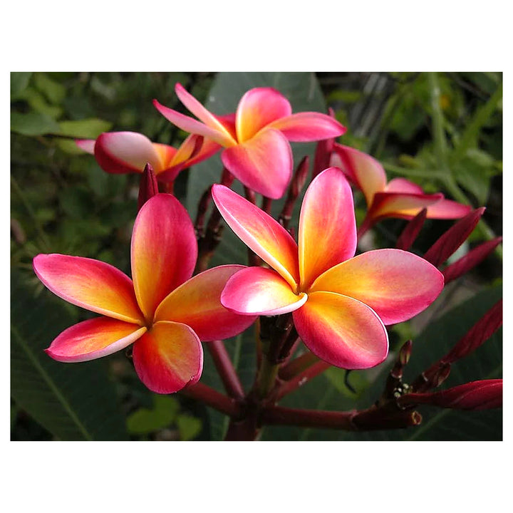 Pink White Frangipani Flower Seeds – Heirloom Non-GMO Plumeria Seeds for Exotic Garden Planting | Neera Seeds product photo [neera-v4-26f649ad53bb60155d8e]