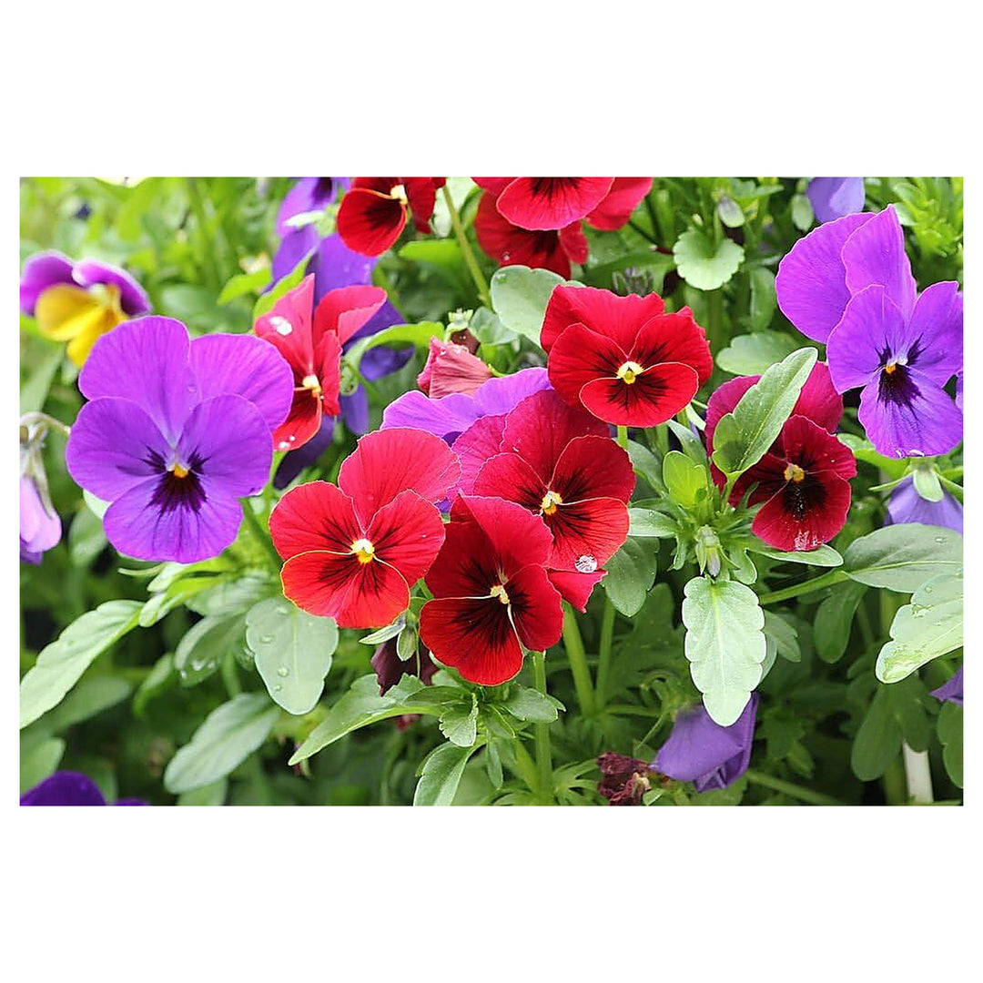 Yellow Violet Pansy Flower Seeds for Planting – Heirloom, Non-GMO, High Germination Organic Garden Seeds | Neera Seeds product photo [neera-v4-26f7327d65e5cd814910]