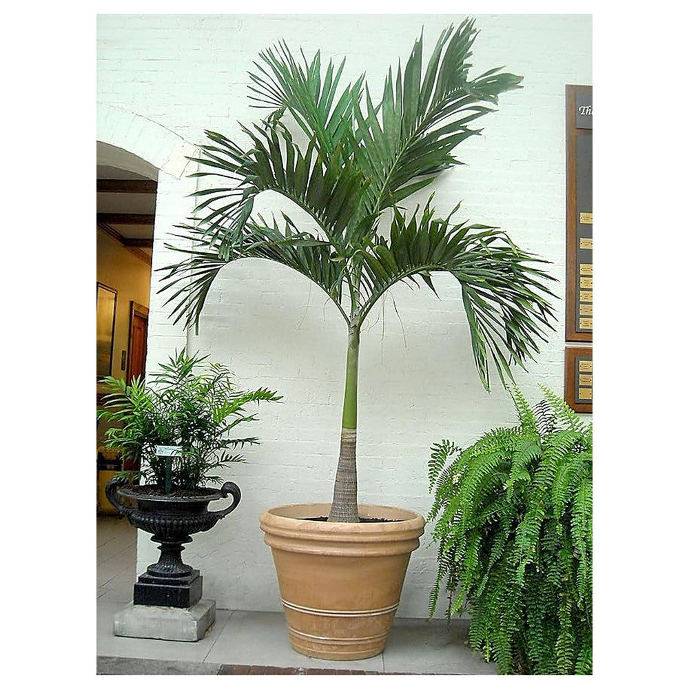Green World Christmas Palm Seeds – Adonidia merrillii Manila Palm Ornamental Tree, Heirloom Seeds | Neera Seeds product photo [neera-v4-270167144ec337fc39b0]