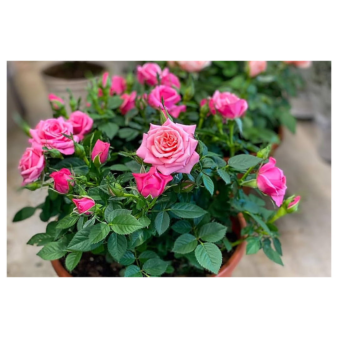 Pink Miniature Rose Plant Light Fresh Planting Small Rose Bushes Flower Seeds Home Garden | Neera Seeds product photo [neera-v4-2702cd129ca039fa2517]