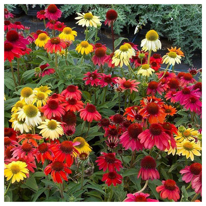Mixed Echinacea Cheyenne Spirit Wildflower Seeds for Planting – GMO-Free, Pollinator &amp; Butterfly Garden Blooms | Neera Seeds product photo [neera-v4-270777342c8f32d06402]