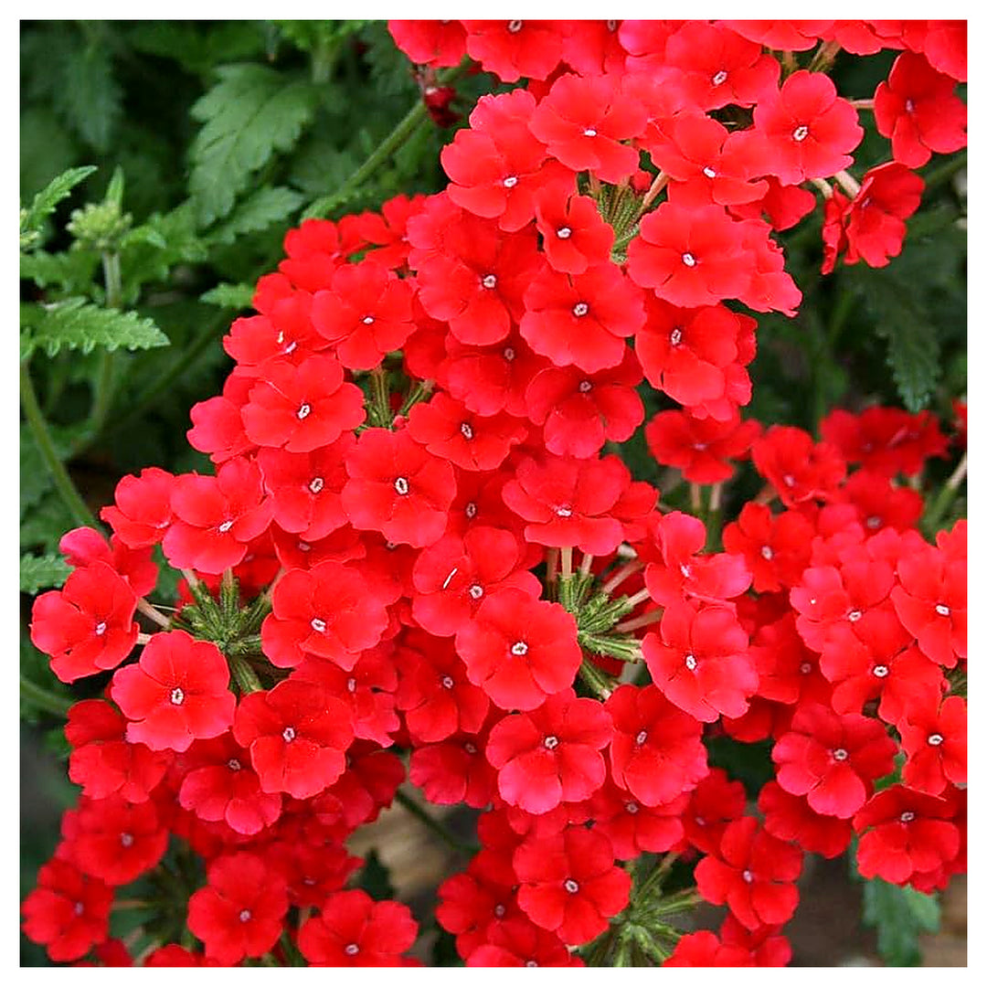 Fresh Red Verbena Heirloom Non-GMO Seeds for Planting – High Germination Organic Garden Seeds for Bright, Long-Last | Neera Seeds product photo [neera-v4-271112586a504b3fe9e2]