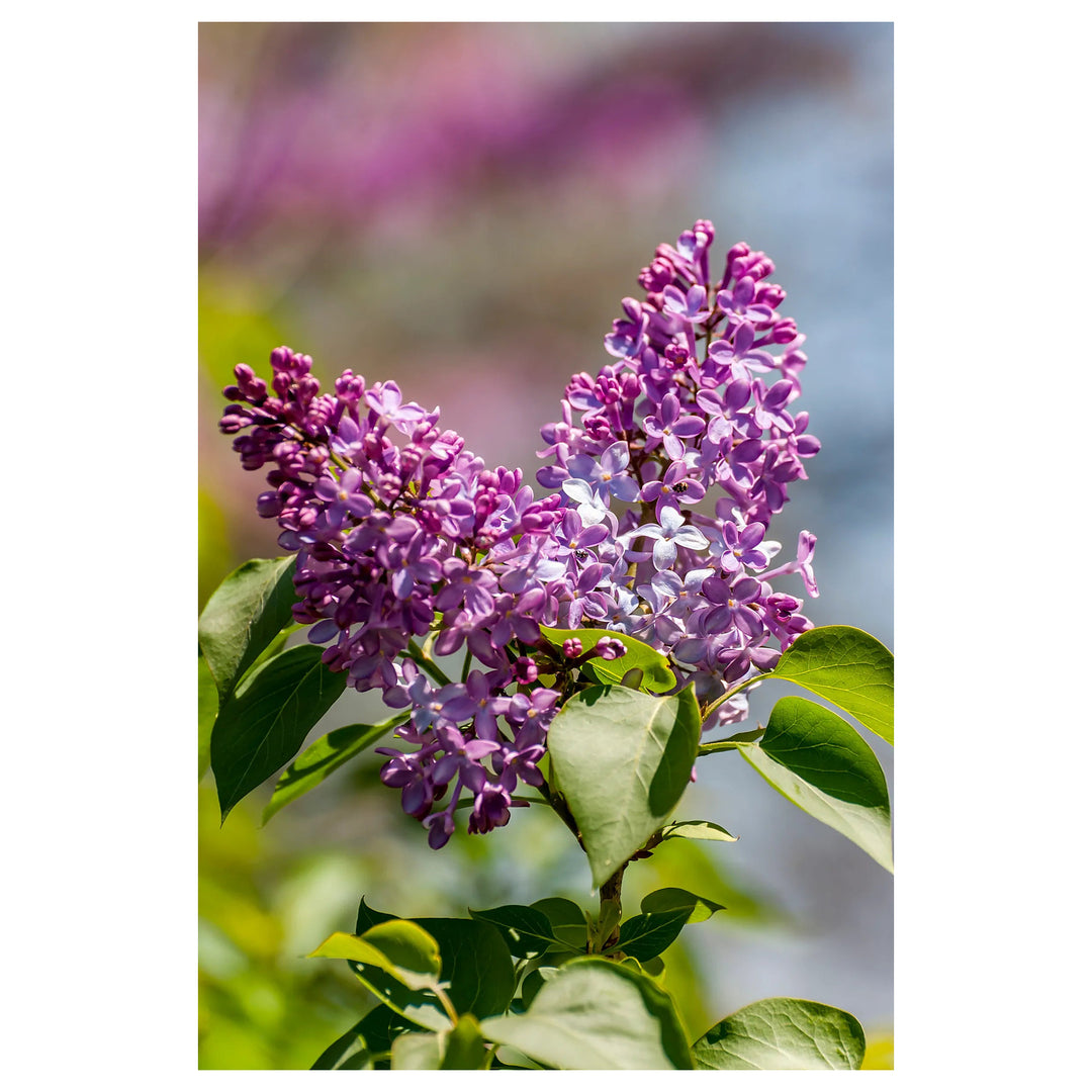 Lavender Lady Lilac Flower Seeds for Planting – Non-GMO, Heirloom, High Germination Organic Garden Seeds | Neera Seeds product photo [neera-v4-272f8f492741571f75d0]