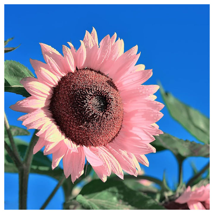 Organic Heirloom Non-GMO Baby Pink Sunflower Seeds for Planting – Unique Garden Blooms | Neera Seeds product photo [neera-v4-2731d0174420f265cc34]