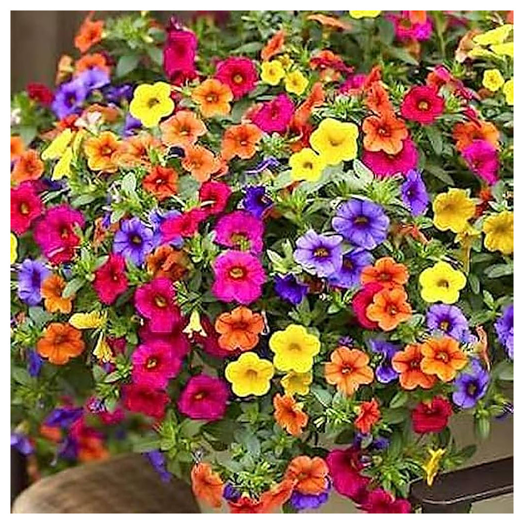 Multi-Colour Hanging Petunia Flower Seeds – Heirloom Non-GMO High Germination Seeds for Planting | Neera Seeds product photo [neera-v4-2742c16ff398ad848e9a]