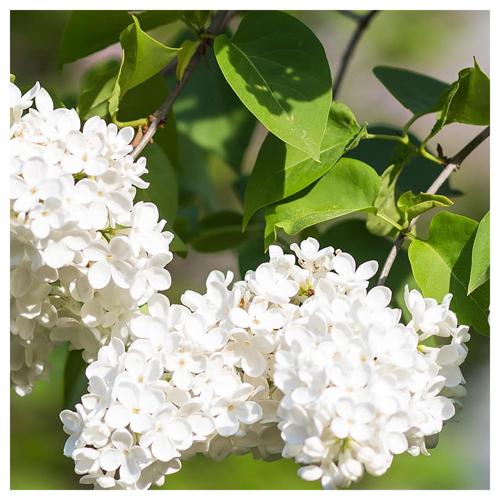 White Japanese Lilac Seeds for Planting – Heirloom, Non-GMO Garden Seeds | Neera Seeds product photo [neera-v4-27557cc0f6abba8a788b]