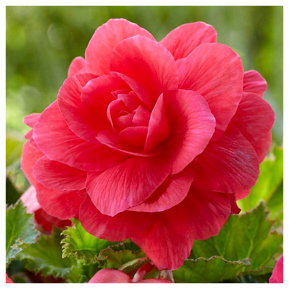 Heirloom Non-GMO Pink Begonia Flower Seeds for Planting – Shade-Loving Ornamental Seeds | Neera Seeds product photo [neera-v4-27775de0d34bcfc3a2ed]