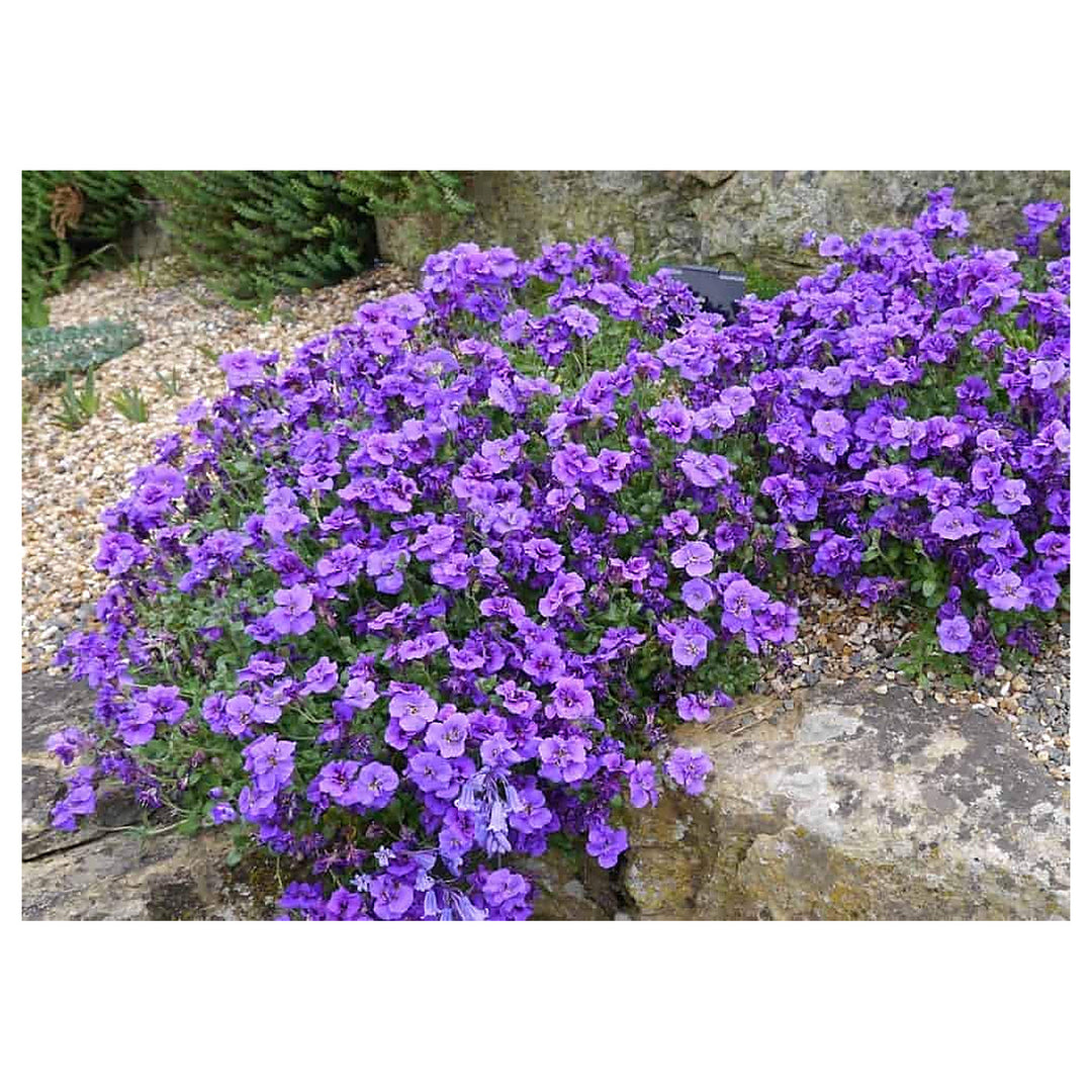 Lavender Aubrieta Cultorum Flower Seeds – Non-GMO Seeds for Planting, Organic Garden Seeds with High Germination | Neera Seeds product photo [neera-v4-277aa43d1e44addbaf2a]