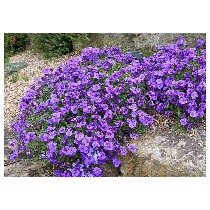 Lavender Aubrieta Cultorum Flower Seeds – Non-GMO Seeds for Planting, Organic Garden Seeds with High Germination | Neera Seeds product photo [neera-v4-277aa43d1e44addbaf2a]