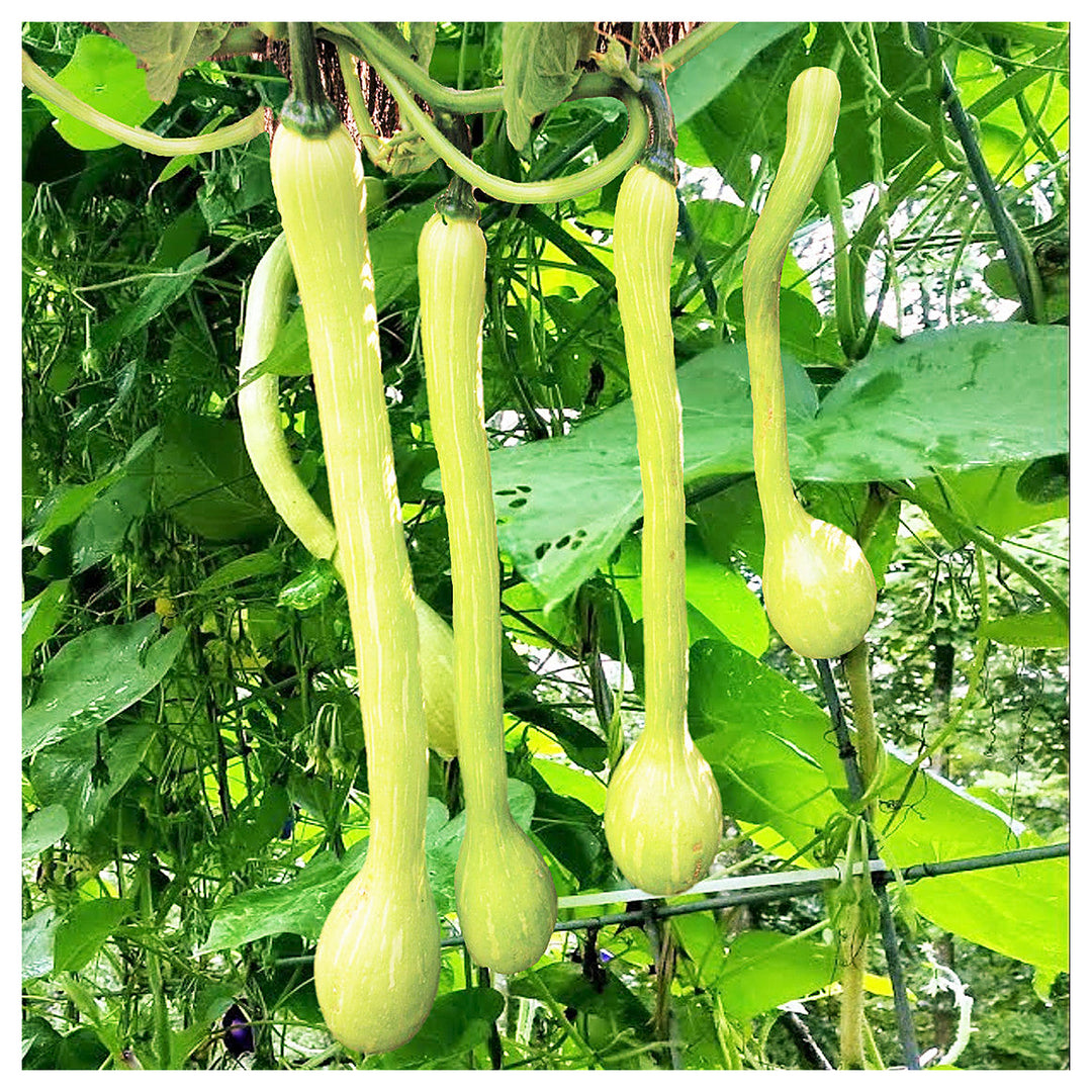 Heirloom Non-GMO Tromboncino Summer Squash Seeds for Planting – High Germination Organic Garden Seeds | Neera Seeds product photo [neera-v4-279161e6566cb423ad54]