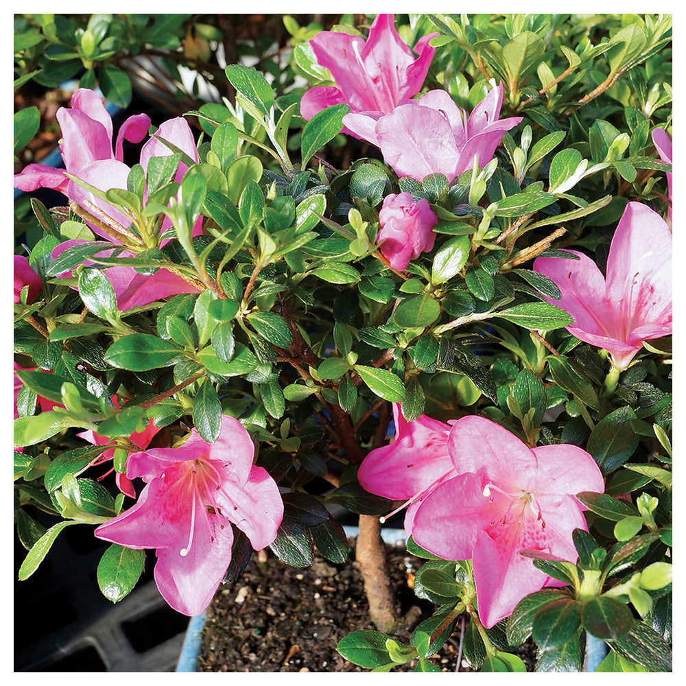 Pink Satsuki Azalea Flower Seeds for Planting – Heirloom, Non-GMO, High Germination Organic Garden Seeds | Neera Seeds product photo [neera-v4-2793d87898f76fad4fac]