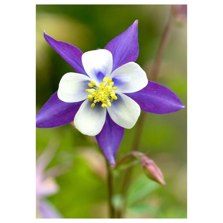 Columbine Flower Seeds for Planting 100 pcs | Neera Seeds product photo [neera-v4-2796c75a4d06416395d8]