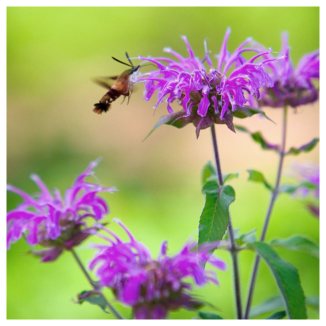 Monarda Purple Flower Seeds – Organic, Heirloom, Non-GMO Seeds for Planting Vibrant Garden Blooms | Neera Seeds product photo [neera-v4-2797aaf032faf6790df9]