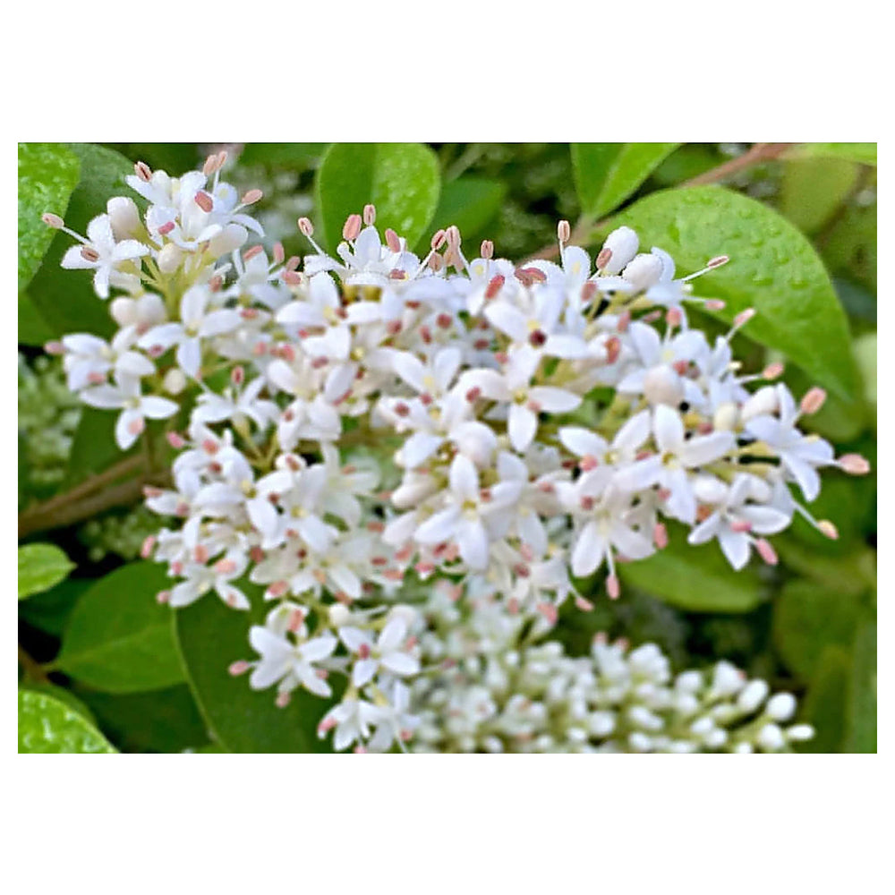 White Ligustrum Flower Seeds for Planting - NON GMO Seeds | Neera Seeds product photo [neera-v4-279a0dfd3bebc32bfa82]