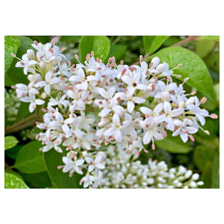 White Ligustrum Flower Seeds for Planting - NON GMO Seeds | Neera Seeds product photo [neera-v4-279a0dfd3bebc32bfa82]