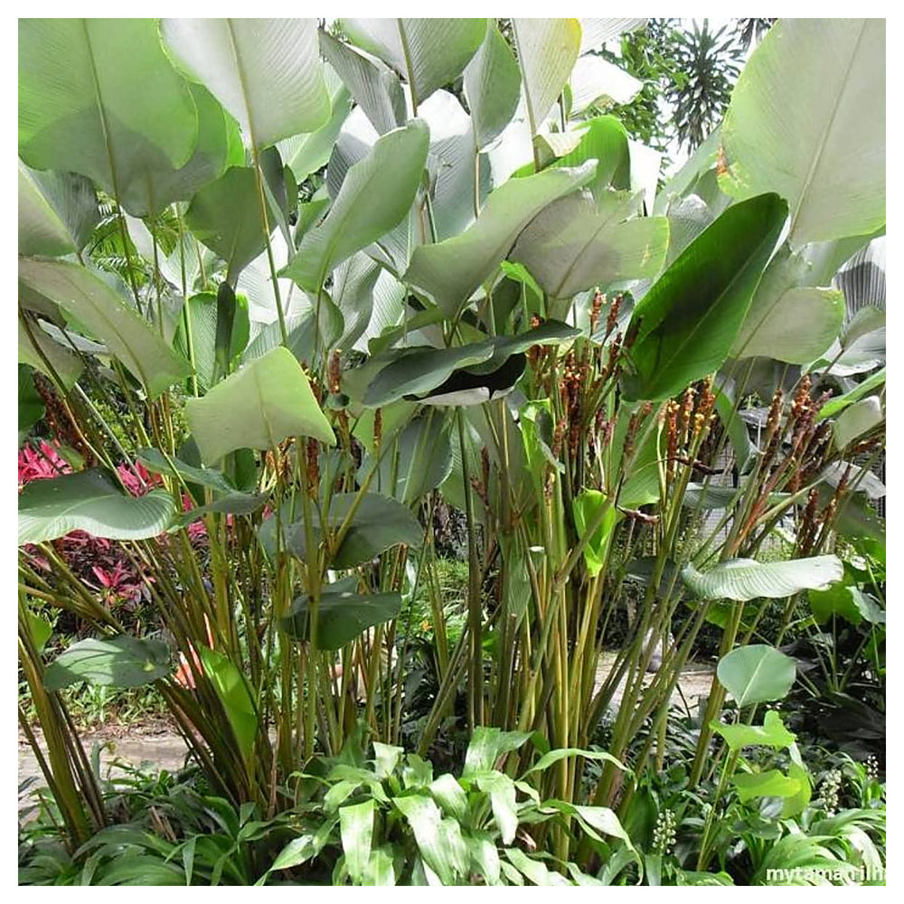 Calathea Lutea Mexican Cigar Plant Seeds for Planting – Heirloom, Non-GMO, High Germination Tropical Ornamental Fol | Neera Seeds product photo [neera-v4-279fa7ded9c1fa670c47]