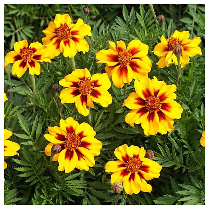 Heirloom Non-GMO Marigold Marietta Flower Seeds for Garden Planting – Bright Yellow-Red Blooms | Neera Seeds product photo [neera-v4-27a493bd768f3394ef48]
