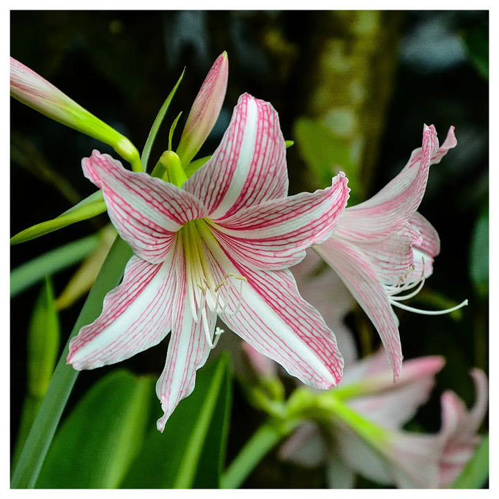 Heirloom Non-GMO Pink Hippeastrum Rutilum Flower Seeds for Garden Planting – Exotic Amaryllis Blooms | Neera Seeds product photo [neera-v4-27aa8adede1bb1569aa3]