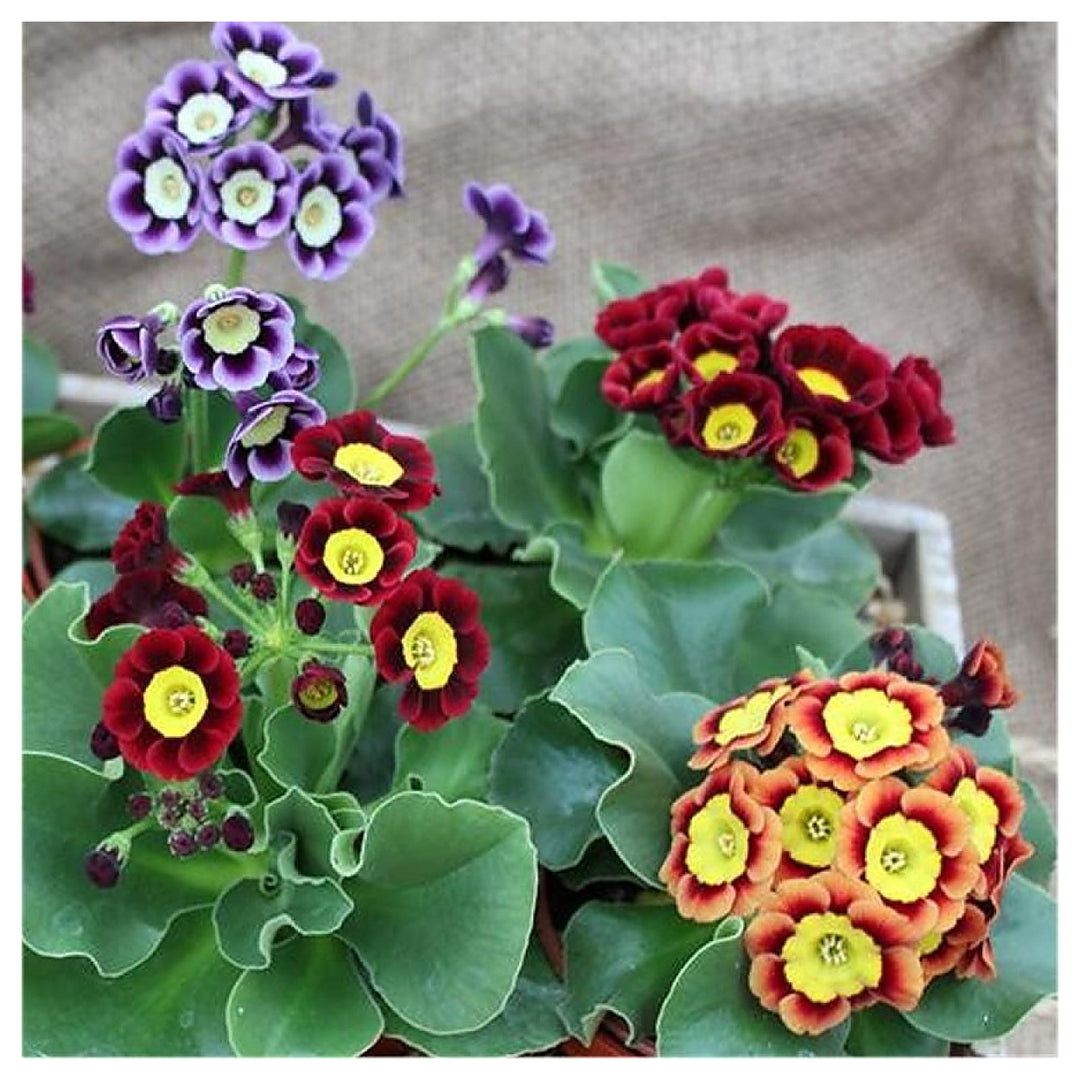 Mixed Auricula Flower Seeds for Planting – Heirloom, Non-GMO, High Germination Vibrant Garden Blooms | Neera Seeds product photo [neera-v4-27b85835a8dd64cc3ce2]