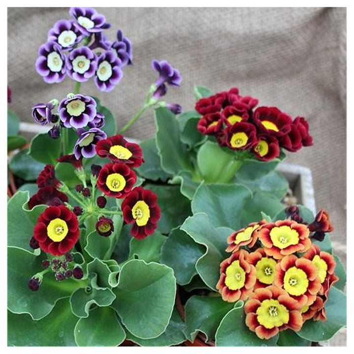 Mixed Auricula Flower Seeds for Planting – Heirloom, Non-GMO, High Germination Vibrant Garden Blooms | Neera Seeds product photo [neera-v4-27b85835a8dd64cc3ce2]