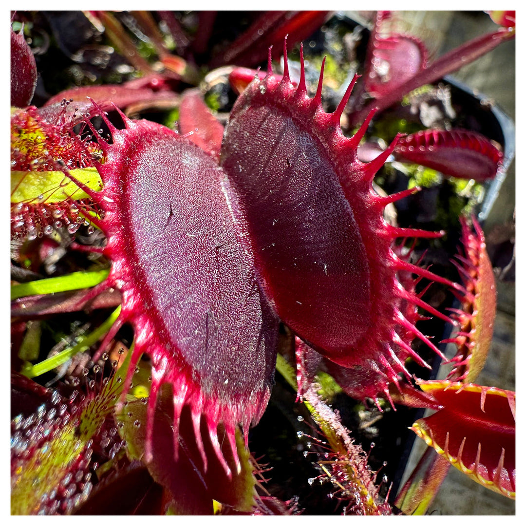 Venus Fly Trap Red Flower Seeds for Planting – Heirloom Non-GMO High Germination Carnivorous Seeds | Neera Seeds product photo [neera-v4-27bbb572686f5b8856c2]