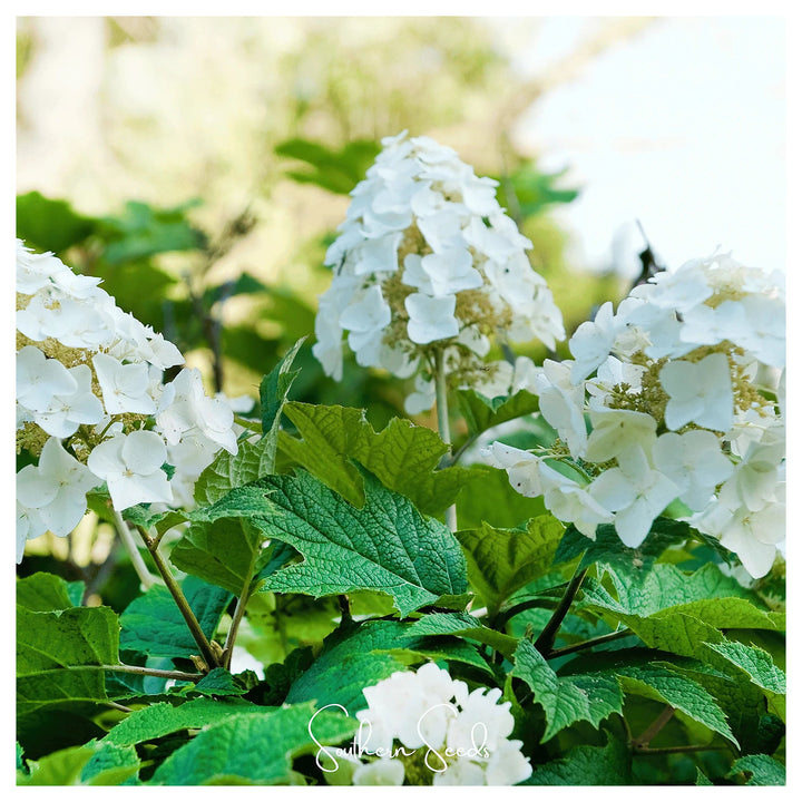 Mix Quercifolia Flower Seeds for Planting - Heirloom Non-GMO High Germination Organic Garden Seeds | Neera Seeds product photo [neera-v4-27ca212223fa6515bf8d]