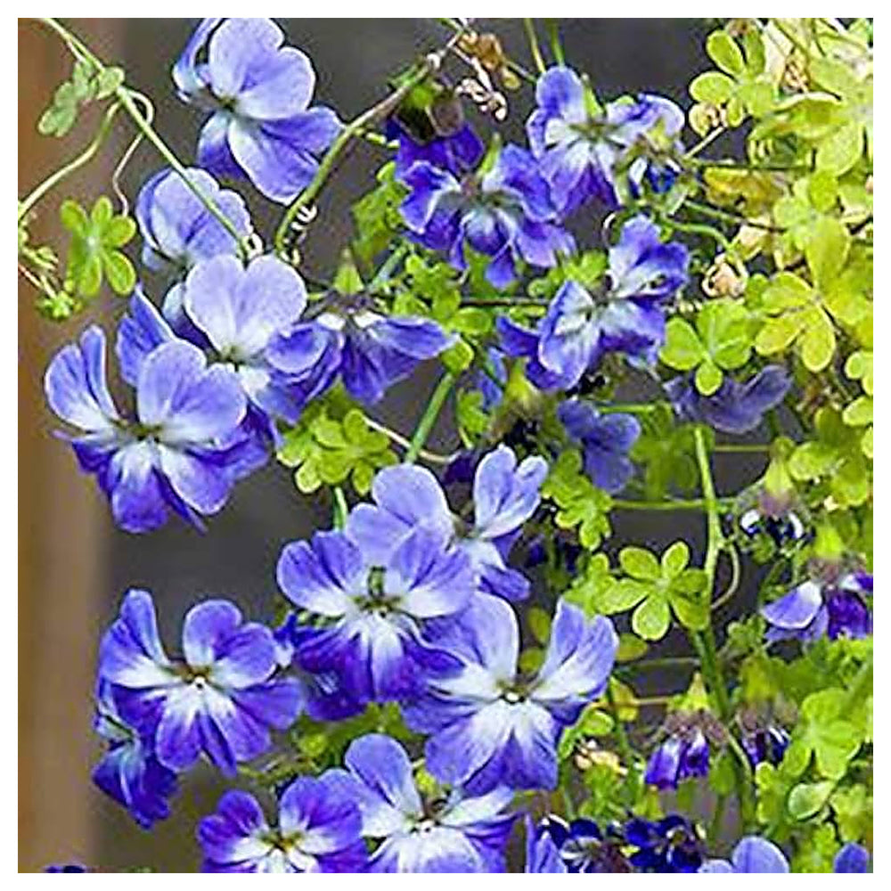 Blue Nasturtium Flower Seeds for Planting – Heirloom Non-GMO | High Germination Organic Garden Seeds | Neera Seeds product photo [neera-v4-27d8c9f5d3843384ed93]