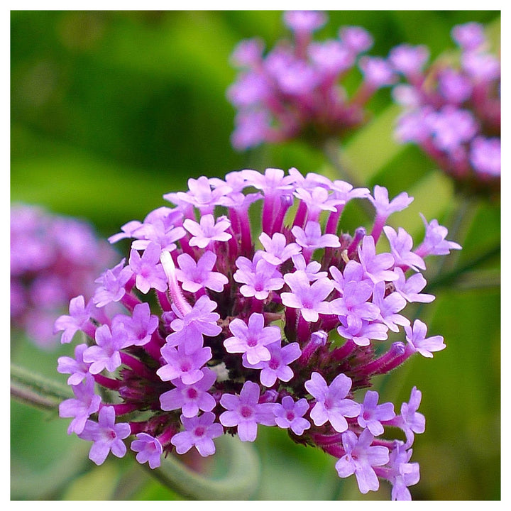 Organic Violet Verbena Plant Seeds for Planting – Heirloom Non-GMO High Germination Garden Seeds | Neera Seeds product photo [neera-v4-27e270061901e94fc57f]