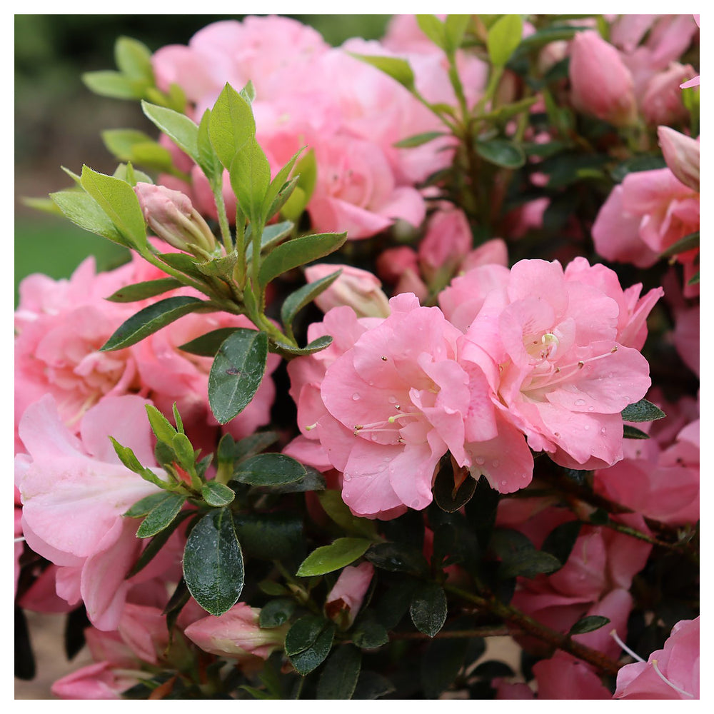 Azalea Pink Flower Seeds for Planting – Heirloom, Non-GMO, High Germination Organic Garden Seeds | Neera Seeds product photo [neera-v4-27e99a4c7f911502866f]