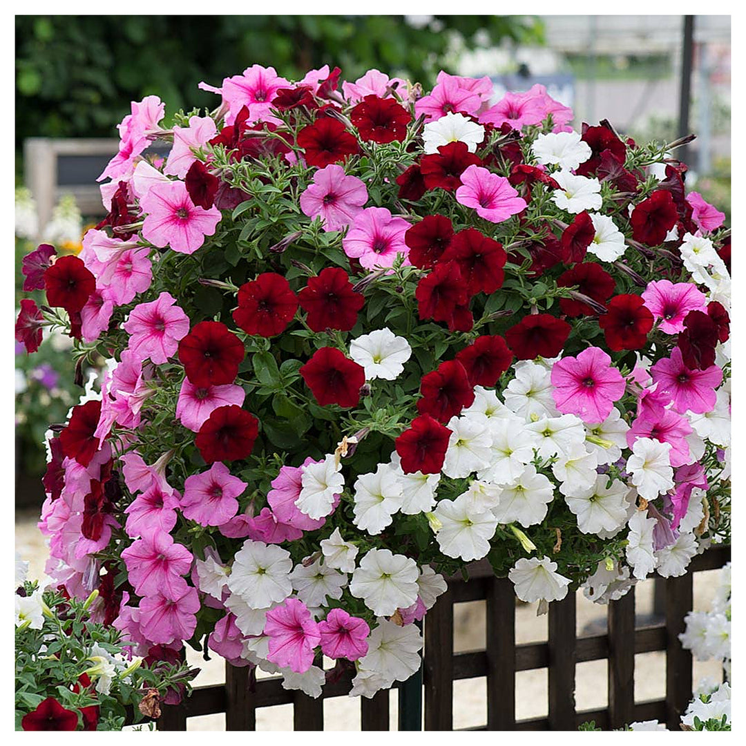 Pink Pink Petunia Flower Dark Fresh Planting Dark Petunias Flower Seeds Home Garden | Neera Seeds product photo [neera-v4-27f14075579b9bb4e5cc]