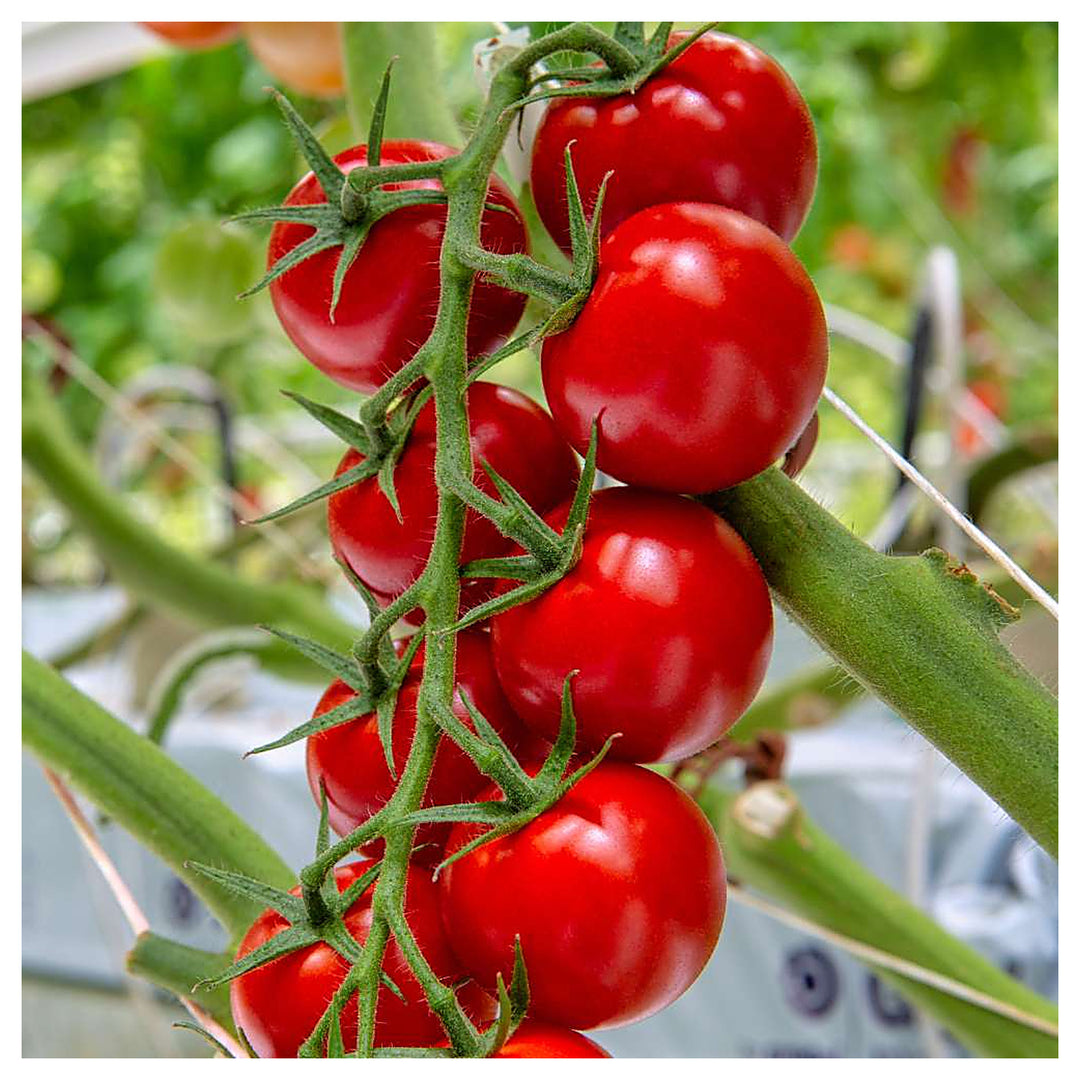 Cherry Tomato Vegetable Seeds for Planting – Heirloom, Non-GMO, High Germination Organic Garden Seeds | Neera Seeds product photo [neera-v4-27f65a1717e5d10fffc2]