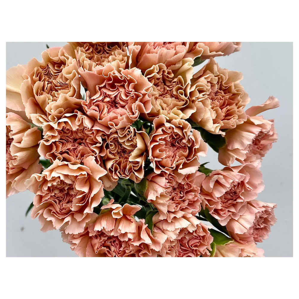 Brown Carnation Flower Seeds for Planting – Heirloom, Non-GMO, High Germination Unique Fragrant Bloom Seeds | Neera Seeds product photo [neera-v4-28229bdb12a3cc024c27]