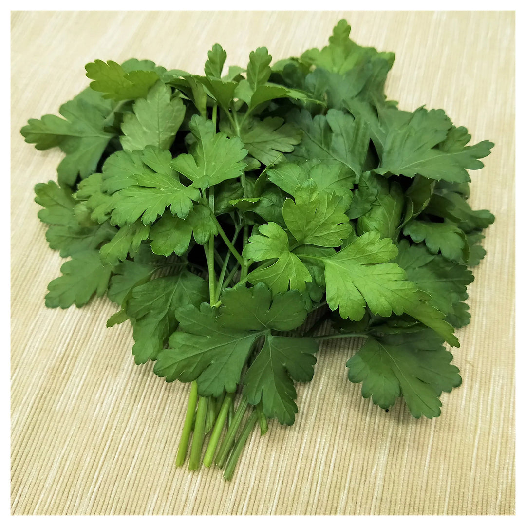 Italian Parsley Herb Seeds for Planting - Non-GMO and Heirloom seeds for home garden | Neera Seeds product photo [neera-v4-282725a86904e6f1936b]