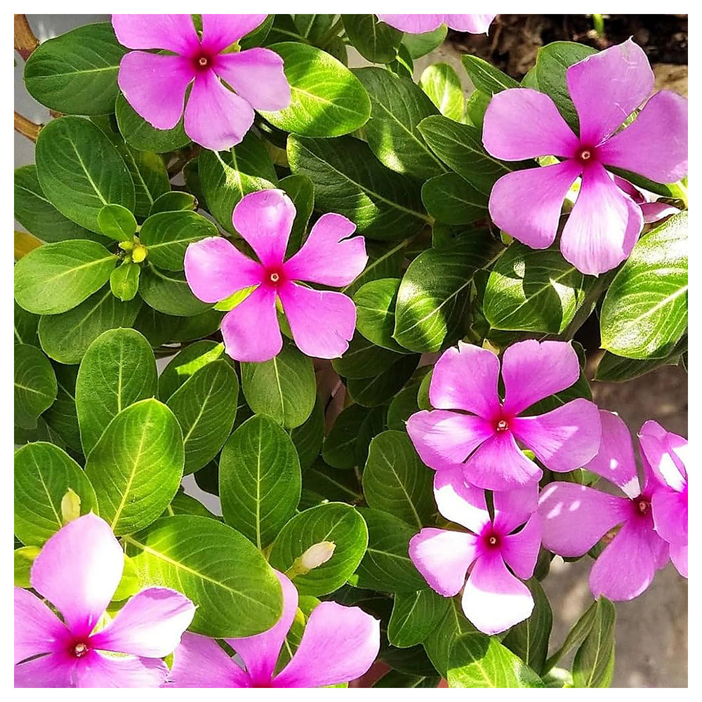 Pink Vinca Flower Seeds for Planting – Heirloom Non-GMO | High Germination Organic Garden Seeds | Neera Seeds product photo [neera-v4-282b9446f2fe4357d735]