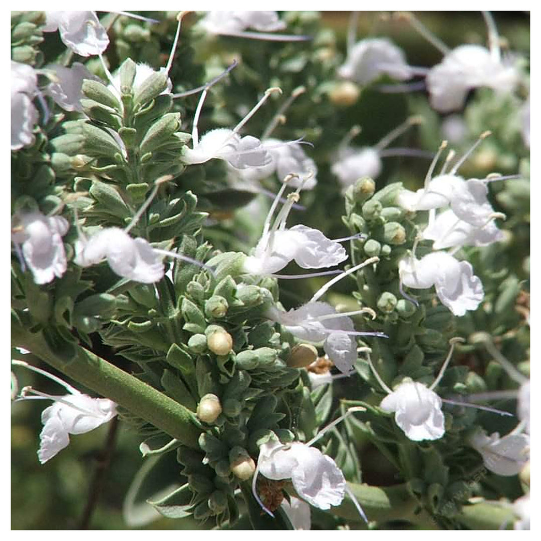 White Sage Seeds for Planting – Organic, Heirloom, Non-GMO Flower &amp; Herb Seeds | Neera Seeds product photo [neera-v4-282c572cac8148c83c9b]