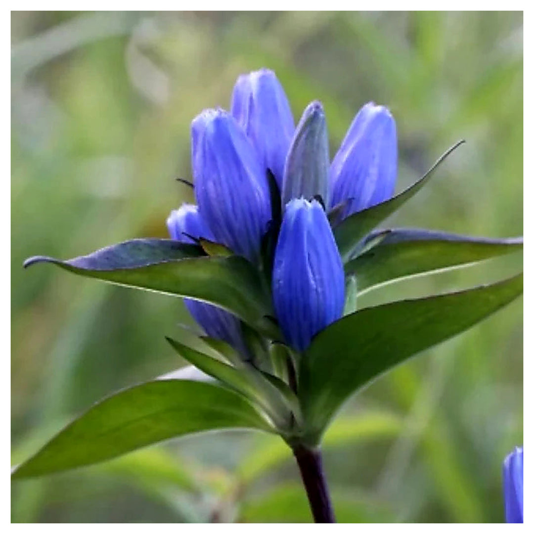 Bottle Gentian Planting Gentiana Andrewsii Native Perennial Wildflower Heirloom Non Gmo Flower | Neera Seeds product photo [neera-v4-2835e9d4f4522bcacde7]