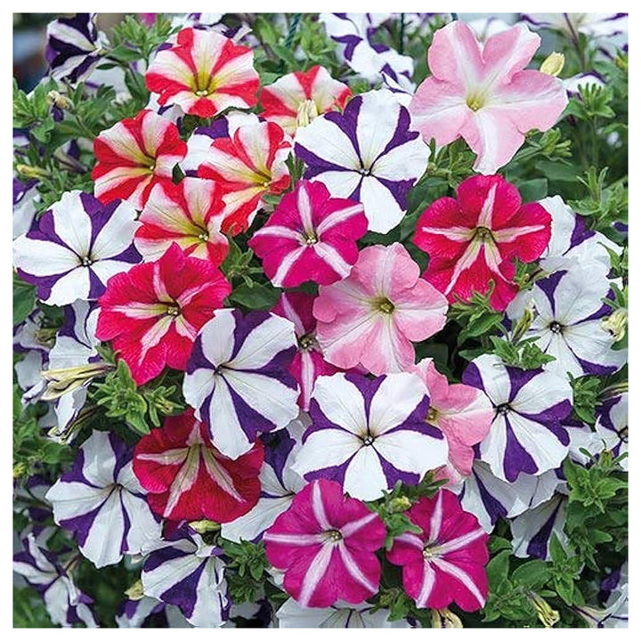 Mixed Pelleted Petunia Flower Seeds for Planting - Heirloom, NON-GMO, Easy Grow Garden Blooms | Neera Seeds product photo [neera-v4-28477ac91f6669bcc330]