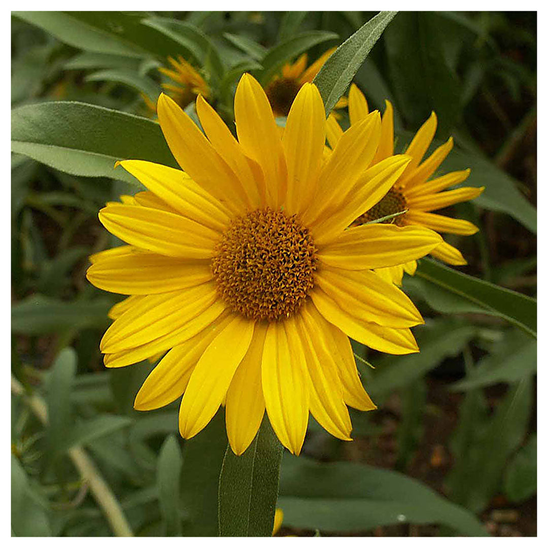 Maximilian Sunflower Flower Seeds – Heirloom, Non-GMO, High Germination Organic Garden Seeds for Planting | Neera Seeds product photo [neera-v4-28854c8059a15907b03a]