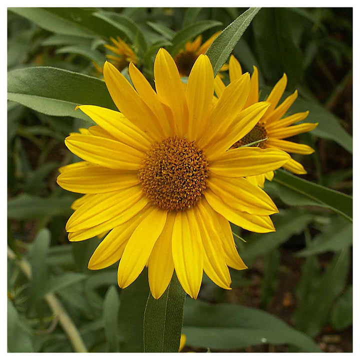 Maximilian Sunflower Flower Seeds – Heirloom, Non-GMO, High Germination Organic Garden Seeds for Planting | Neera Seeds product photo [neera-v4-28854c8059a15907b03a]